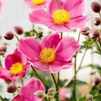 Anemone Plant - Fantasy Jasmine