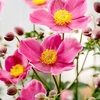 Anemone Plant - Fantasy Jasmine