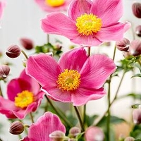 Anemone Plant - Fantasy Jasmine