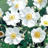 Anemone Plant - Honorine Jobert