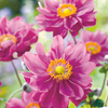 Anemone Plant - Pamina