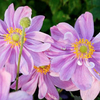 Anemone Plant - Pretty Lady Emily