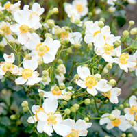 Anemone Plant - Pretty Lady Maria