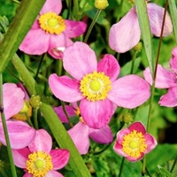 Anemone Plant - Pretty Lady Susan