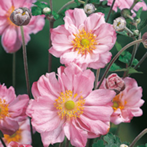 Anemone Plant - Queen Charlotte