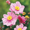 Anemone Plant - Serenade