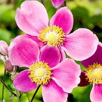 Anemone Plant - Splendens
