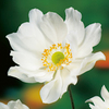 Anemone Plant - Whirlwind