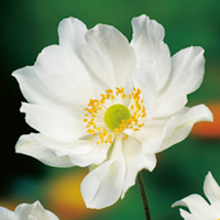 Anemone Plant - Whirlwind