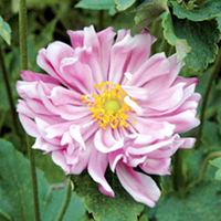 Anemone Plant - x hybrida Party Dress