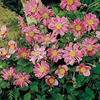 Anemone Plant- Prinz Heinrich
