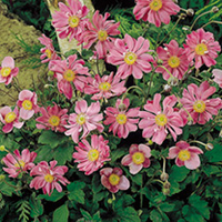 Anemone Plant- Prinz Heinrich