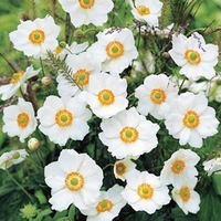 Anemone Plants - Honorine Jobert