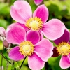 Anemone Plants - Splendens