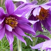 Anemone Pulsatilla