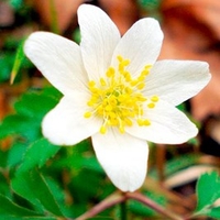 Anemone Rhizomes - Nemerosa