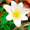 Anemone Rhizomes - Nemorosa