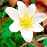 Anemone Rhizomes - Nemorosa