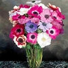 Anemone Seeds - Mona Lisa Mixed