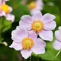 Anemone x Hybrida Robustissima - Plants