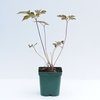 Anemone x hybrida Serenade