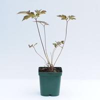 Anemone x hybrida Serenade