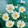 Anemone x Hybrida Whirlwind