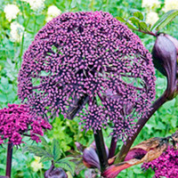 Angelica Plant - Gigas