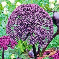 Angelica Plant - Gigas