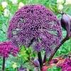 Angelica Plants - Gigas
