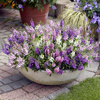 Angelonia Plants - Serena Mix