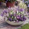Angelonia Serena Mixed (10)