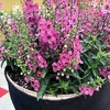 Angelonia Serena Rose (10)
