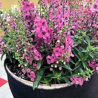 Angelonia Serena Rose (10)