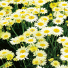 Anthemis Plant - E C Buxton