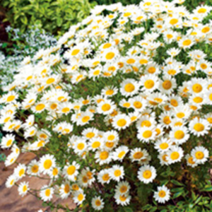 Anthemis Plant - Sauce Hollandaise