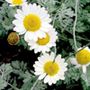 Anthemis Plant - Susanna Mitchell