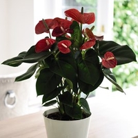 Anthurium andreaeanum Red