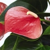 Anthurium andreaeanum Red