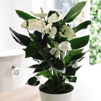 Anthurium andreaeanum White