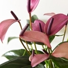 Anthurium Aqua Mauve Zizou in Sierglass