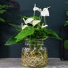 Anthurium Aqua White in Sierglass