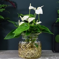 Anthurium Aqua White in Sierglass