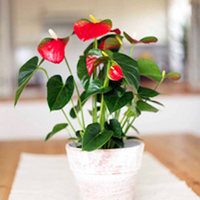 Anthurium Plant - Red