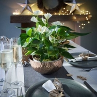Anthurium Table Top Plant - White