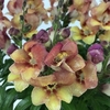 Antirrhinum Bronze Apricot