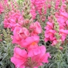 Antirrhinum Eternal Magenta