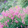 Antirrhinum Plant - Pretty in Pink