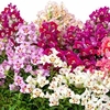 Antirrhinum Plants - Antiquity Mix