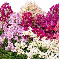 Antirrhinum Plants - Antiquity Mix